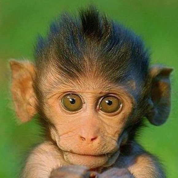 Meet your Posher, Mike - Picture 1 of 1